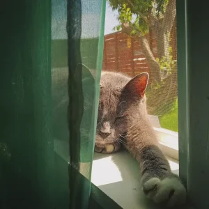 A photo of a gray cat sleeping in a window sill framed by green curtains